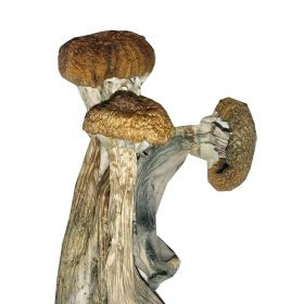 ecuador-mushrooms